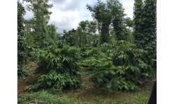 NESCAFÉ Plan – Dự án giúp nông dân trồng cà phê từ mô hình xen canh tối ưu
