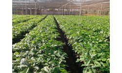 Nestlé Việt Nam tổng kết 5 năm hỗ trợ canh tác cà phê bền vững tại Việt Nam