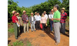 NESCAFÉ Plan tập huấn lập kế hoạch sản xuất kinh doanh cho nông dân sản xuất cà phê
