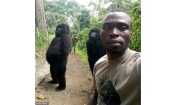 Bầy khỉ đột nặng 2 tạ chụp ảnh selfie như người gây kinh ngạc ở Congo