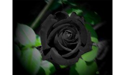 Nơi duy nhất trên thế giới tồn tại hoa hồng đen huyền bí