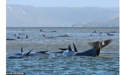 Thảm kịch hàng trăm con cá voi chết dần vì mắc cạn
