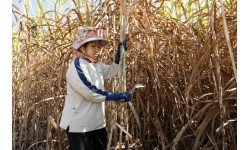 Thái Lan đang làm gì để bảo hộ ngành mía đường?
