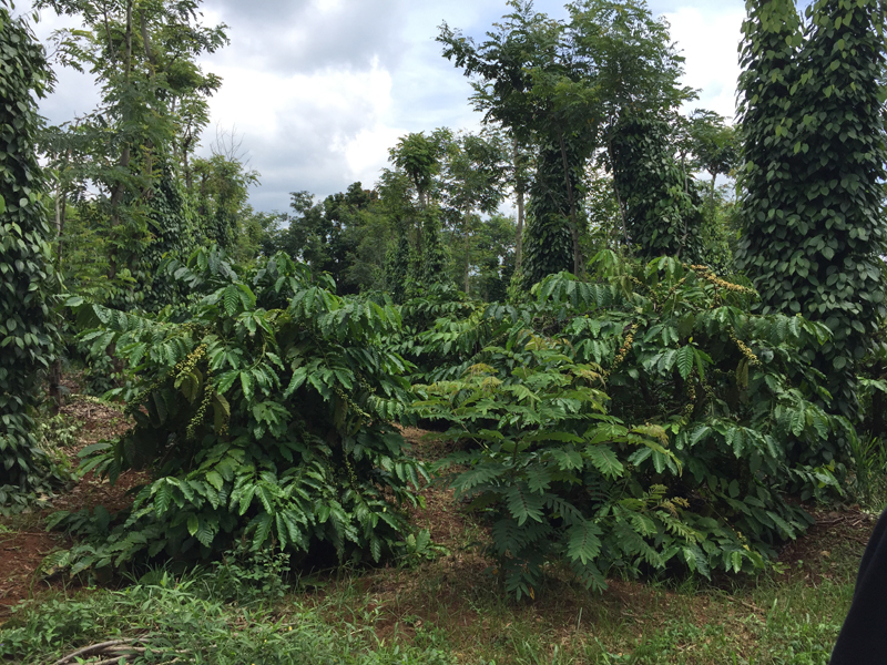 NESCAFÉ Plan – Dự án giúp nông dân trồng cà phê từ mô hình xen canh tối ưu