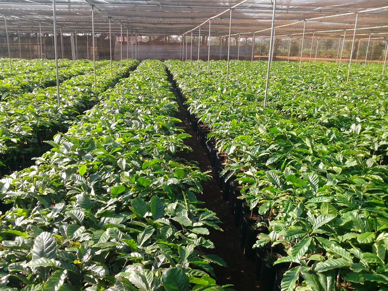 Nestlé Việt Nam tổng kết 5 năm hỗ trợ canh tác cà phê bền vững tại Việt Nam