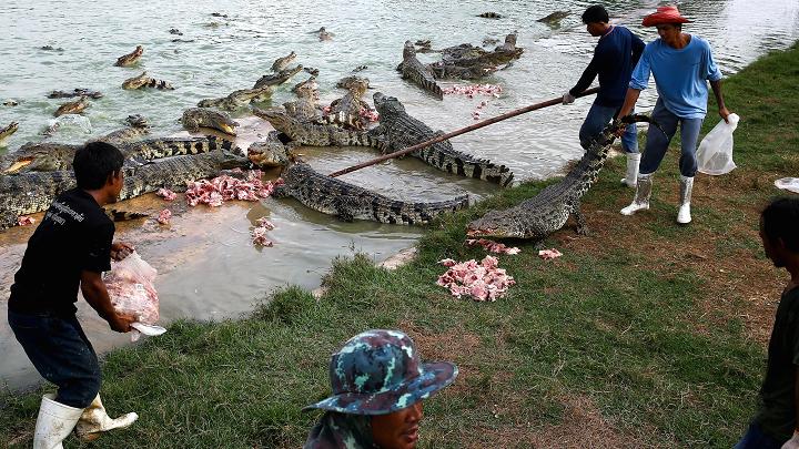 Choáng với ngành công nghiệp nuôi cá sấu ở Thái Lan