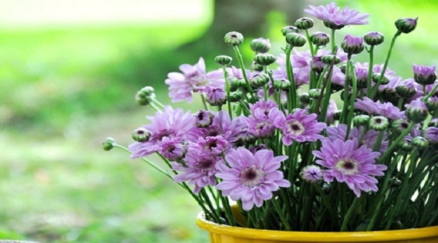 Ý nghĩa của hoa cúc theo phong thủy: Gia tăng phúc khí, cuộc sống như ý