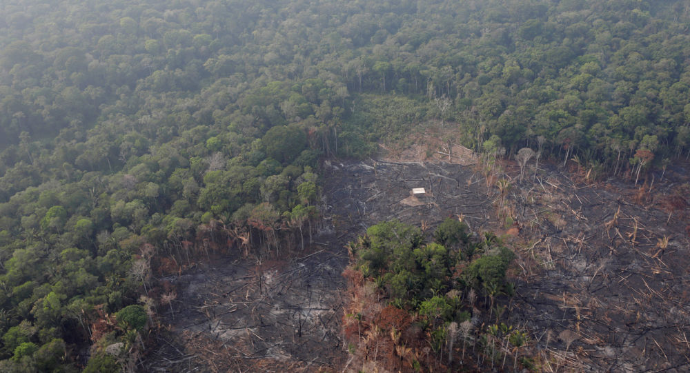 Giá trị kinh tế khổng lồ ít biết của rừng Amazon bị bốc cháy